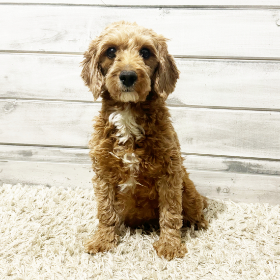 Cavapoo