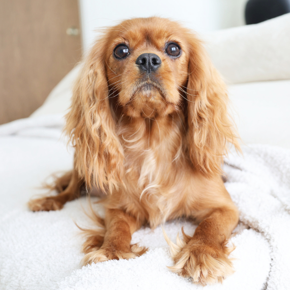 Cavalier King Charles Spaniel