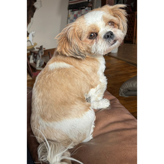 Shih Tzu