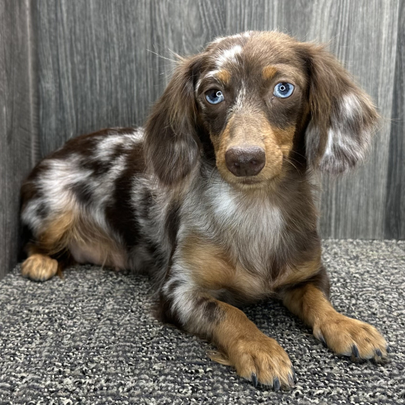 Dachshund