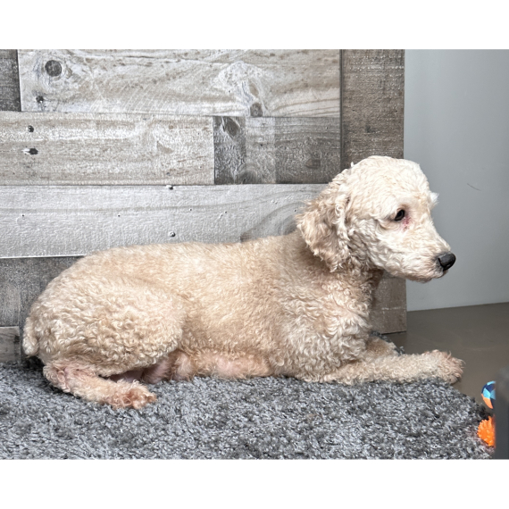 Poodle