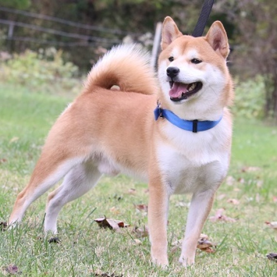 Shiba Inu