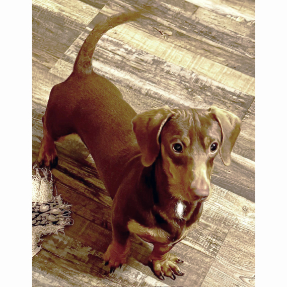 Dachshund