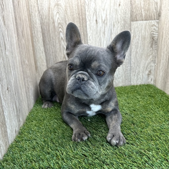 French Bulldog