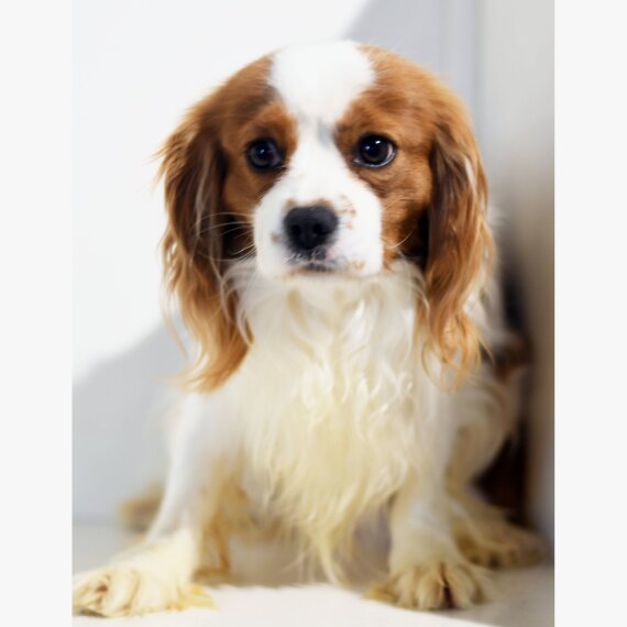 Cavalier King Charles Spaniel