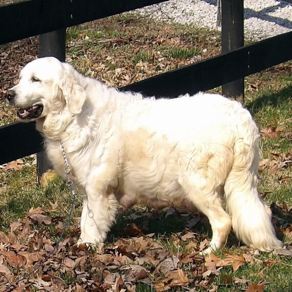Golden Retriever