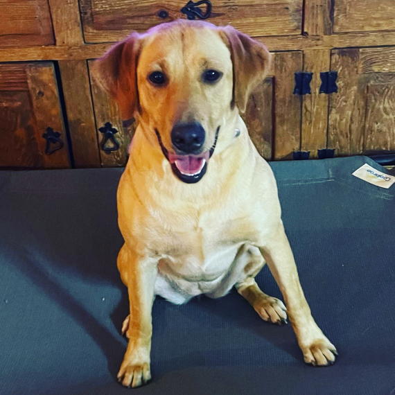 Labrador Retriever