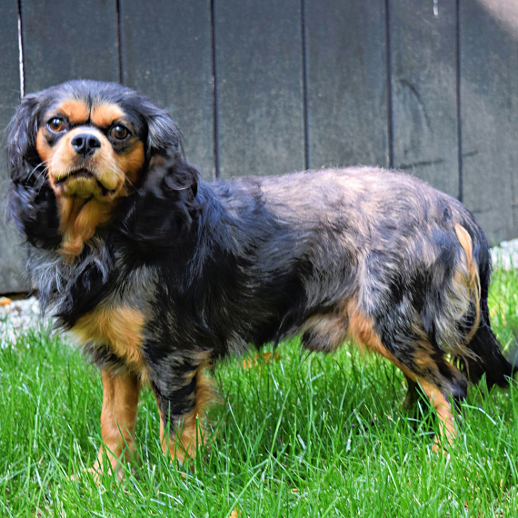 Cavalier King Charles Spaniel