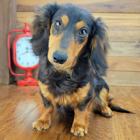 Dachshund