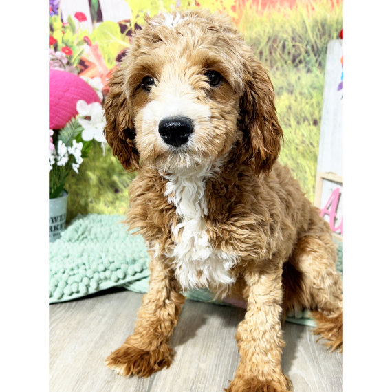 Cavapoo