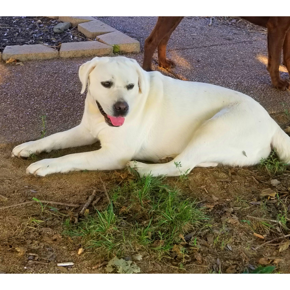 Labrador Retriever