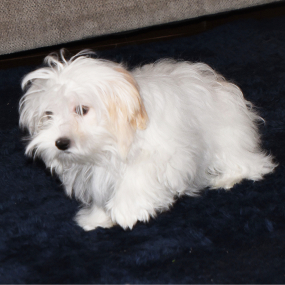 Maltese