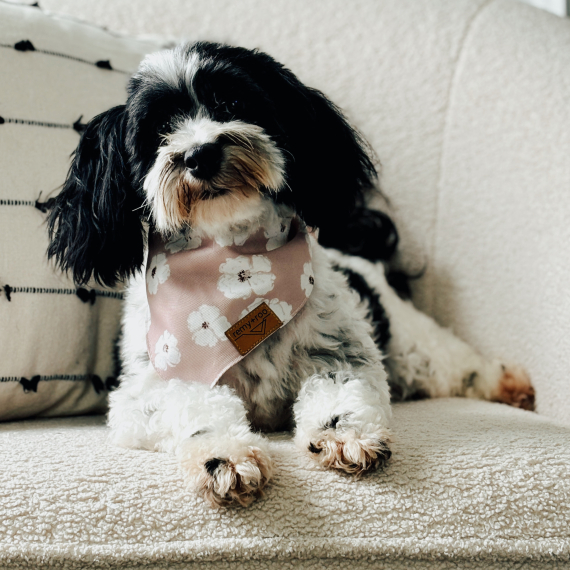 Havanese