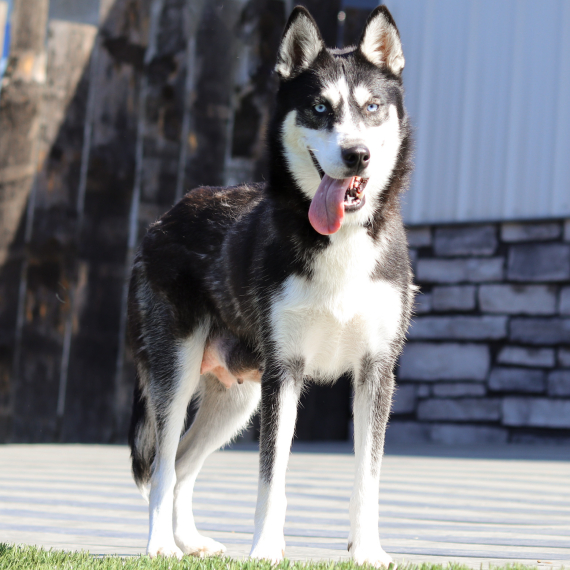 Siberian Husky