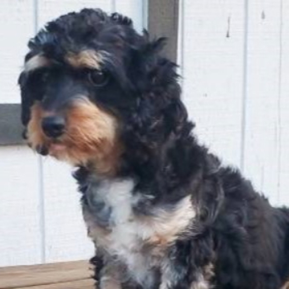 Cavapoo