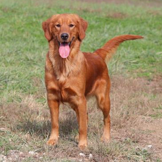 Golden Retriever