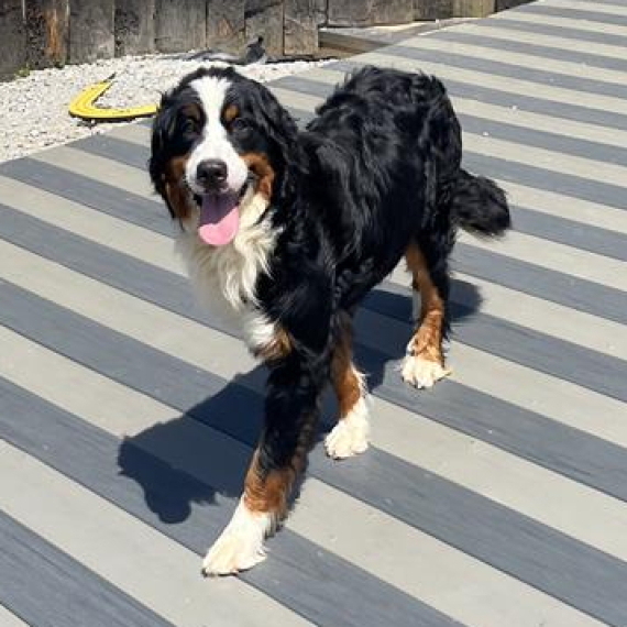 Bernese Mountain Dog