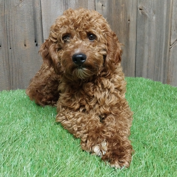Goldendoodle