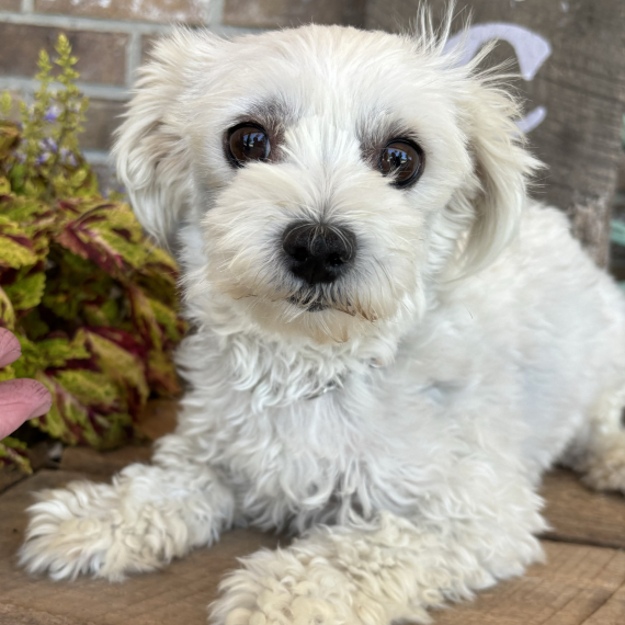Maltese