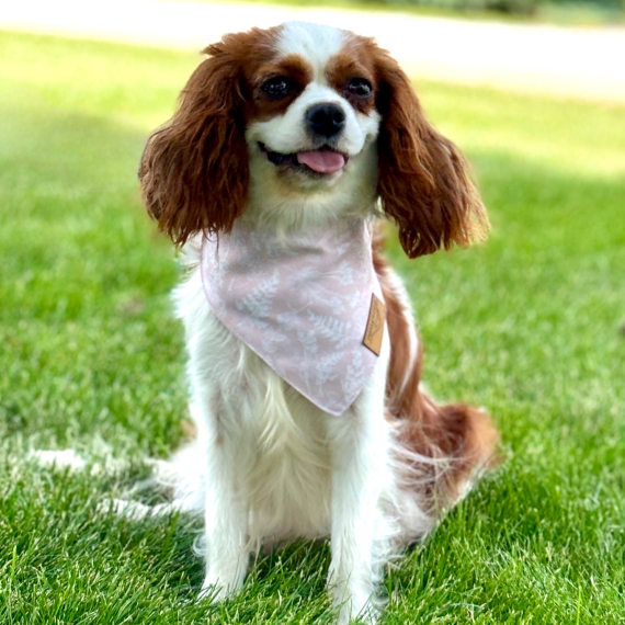 Cavalier King Charles Spaniel