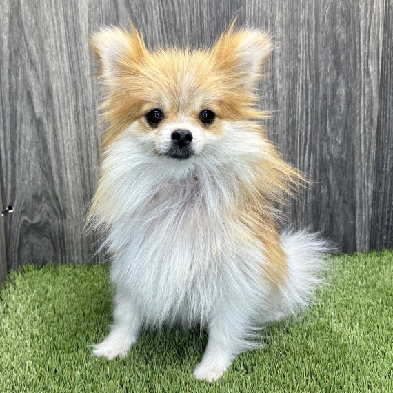 Pomeranian