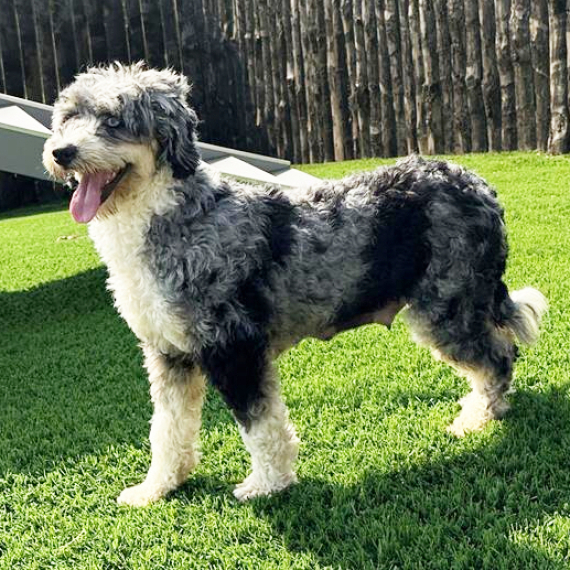 Bernedoodle