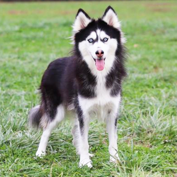 Siberian Husky