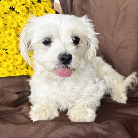 Maltese