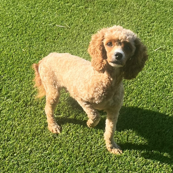 Cavapoo
