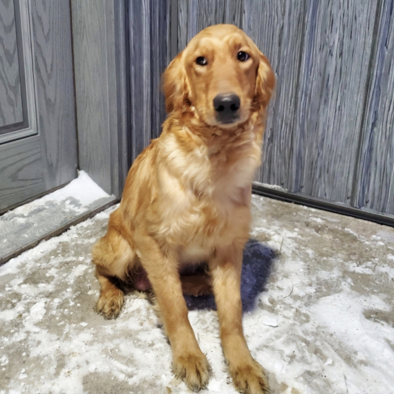 Golden Retriever