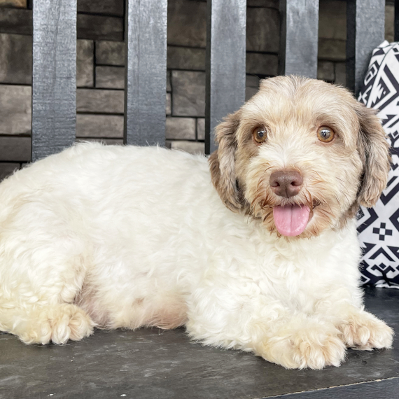 Havanese
