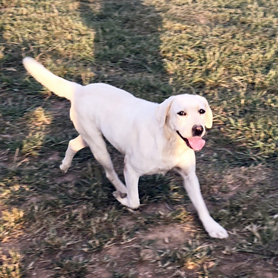 Labrador Retriever