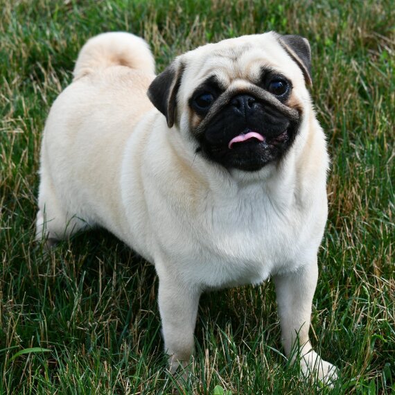 Pug