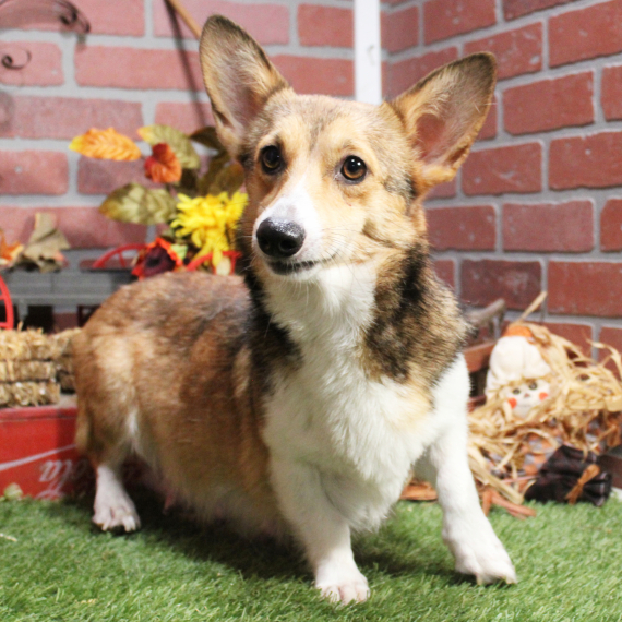 Pembroke Welsh Corgi