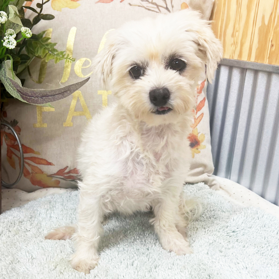 Maltese