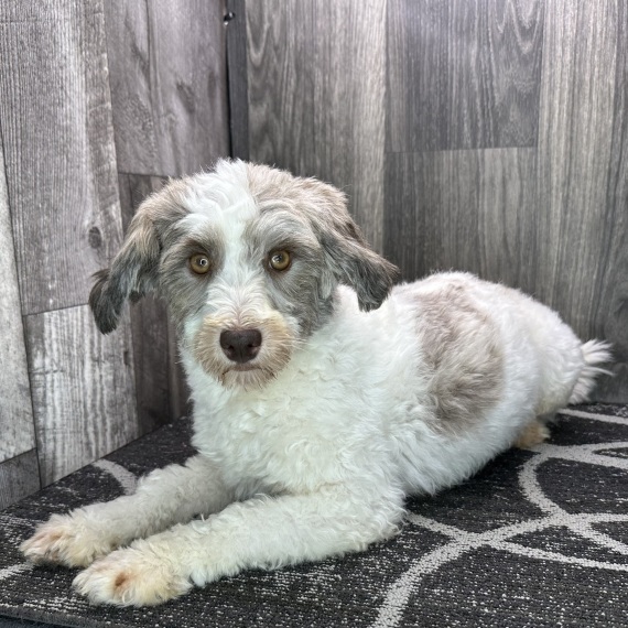 Havanese