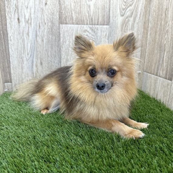 Pomeranian