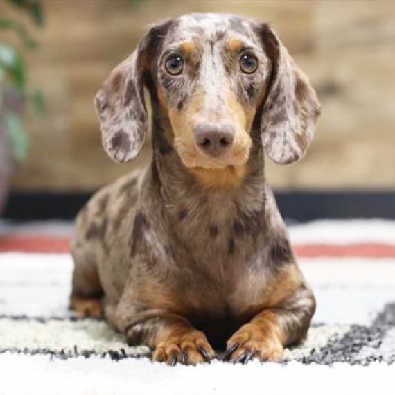 Dachshund
