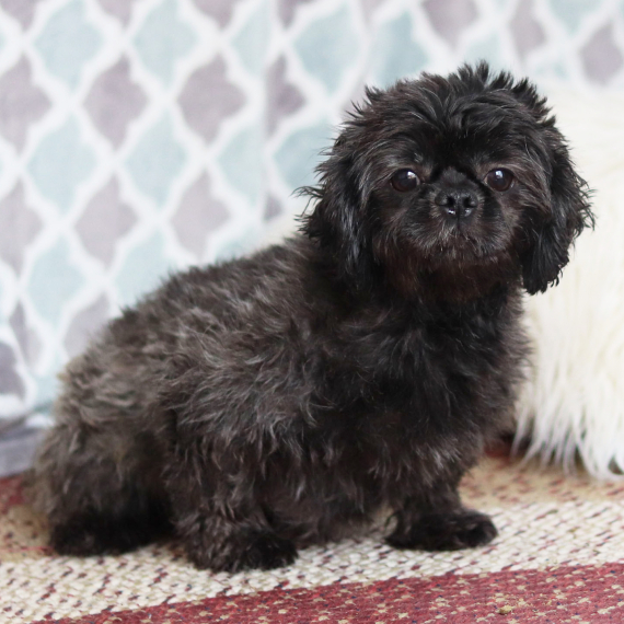 Shih Tzu