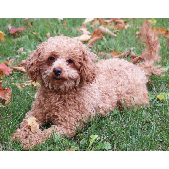 Poodle