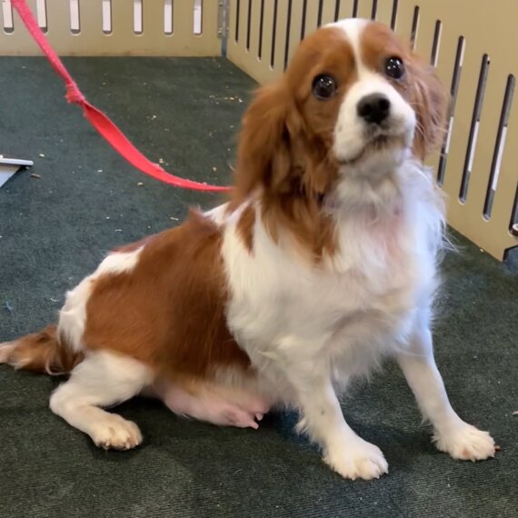 Cavalier King Charles Spaniel