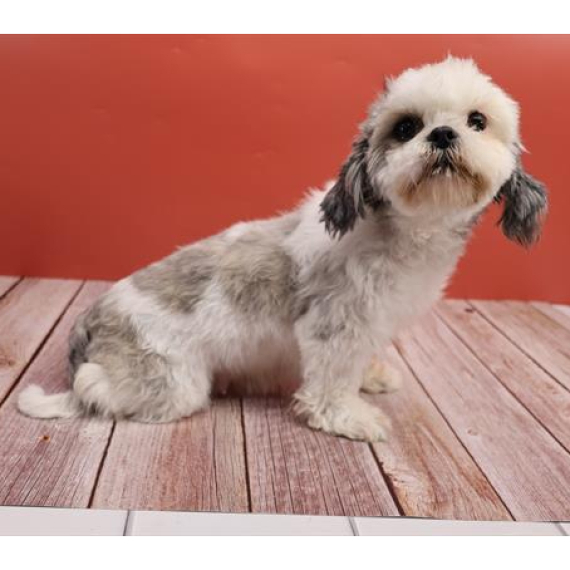 Shih Tzu