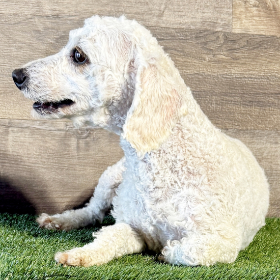 Poodle