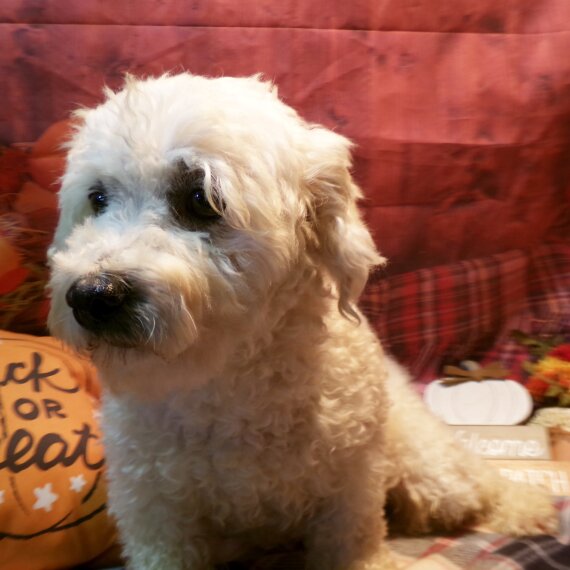 Bichon Frise