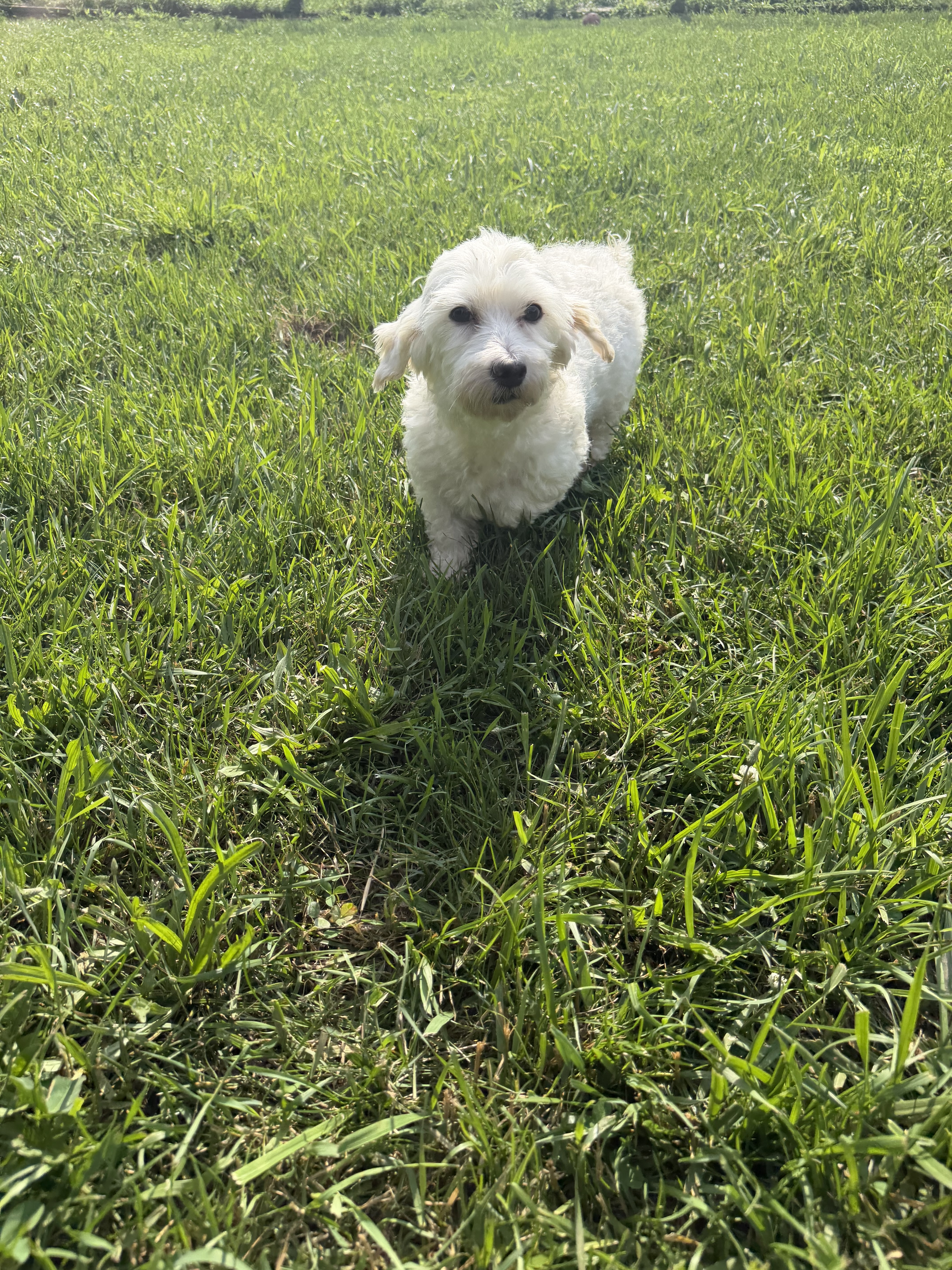 Maltese