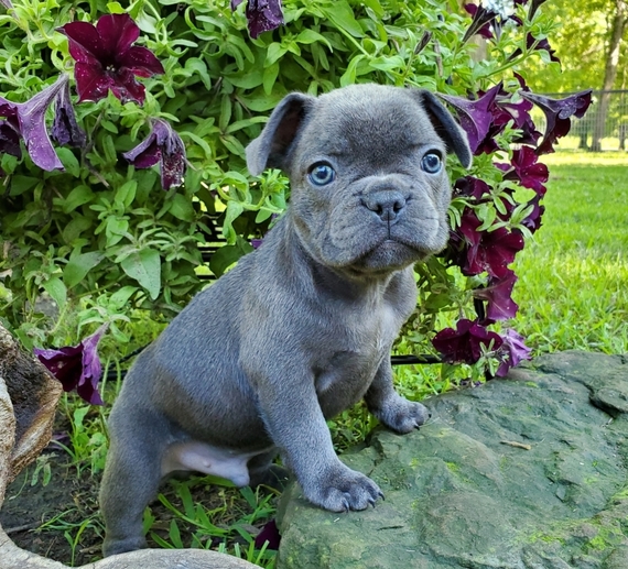 solid blue french bulldog