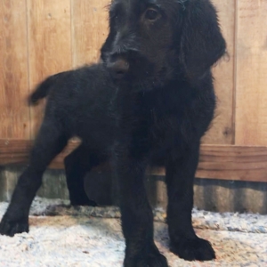 flat coat labradoodle
