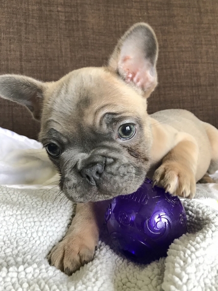 Dior A Blue Fawn Female French Bulldog Puppy 603232 Puppyspot