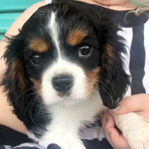 charlie king charles spaniel