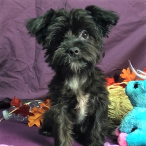 black morkie dog